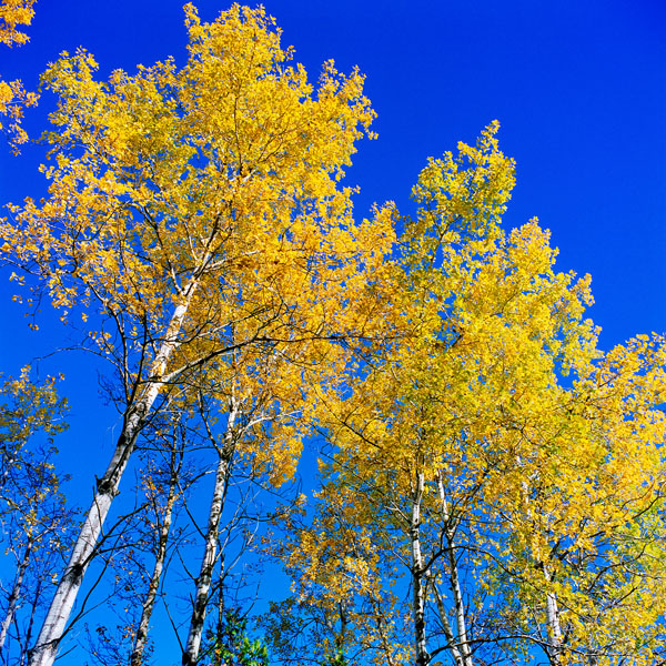 Bright Yellow Aspen Trees