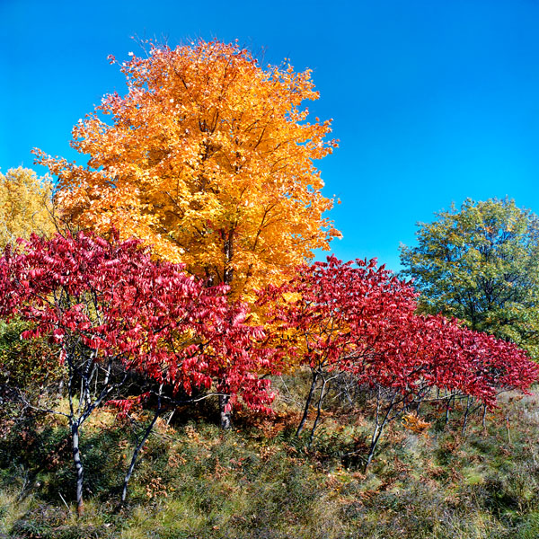 maple trees and sumac autumn