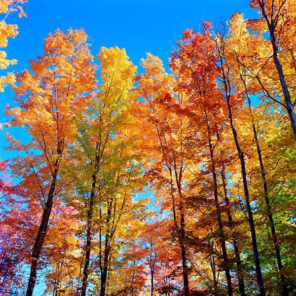 maple trees fall color