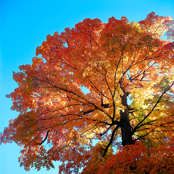 bright yellow red maple autumn