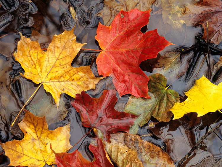 maple leaves in pond autumn