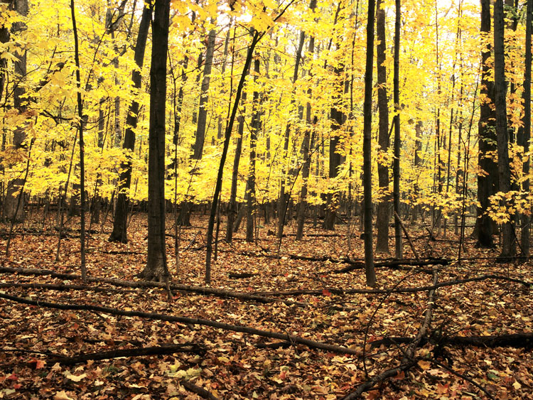 bright yellow maple woods autumn