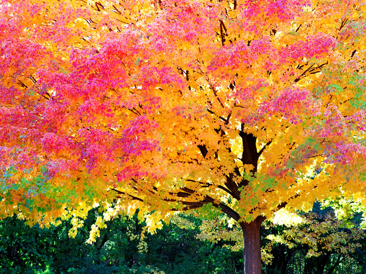 multicolor maple tree fall