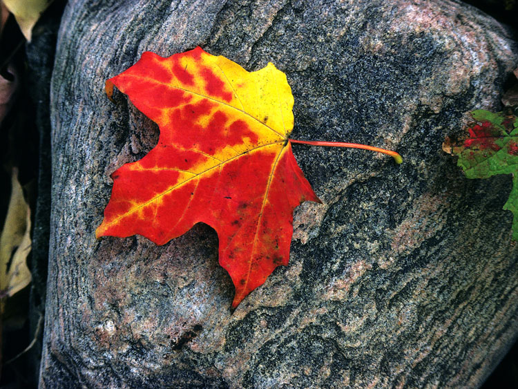 bright maple leaf on rock fall color