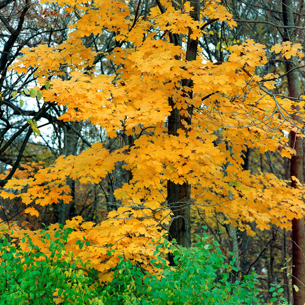 Bright Yellow Maple Tree fall