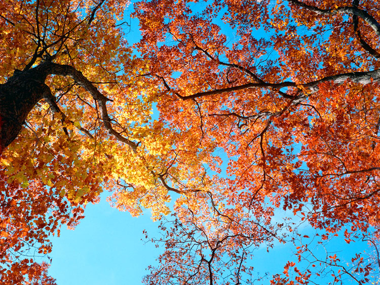 fall maple oak colors wisconsin