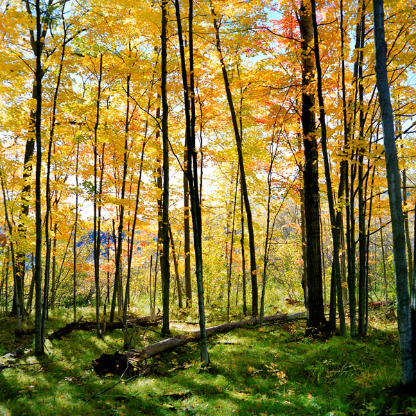 yellow orange maple poplar fall color