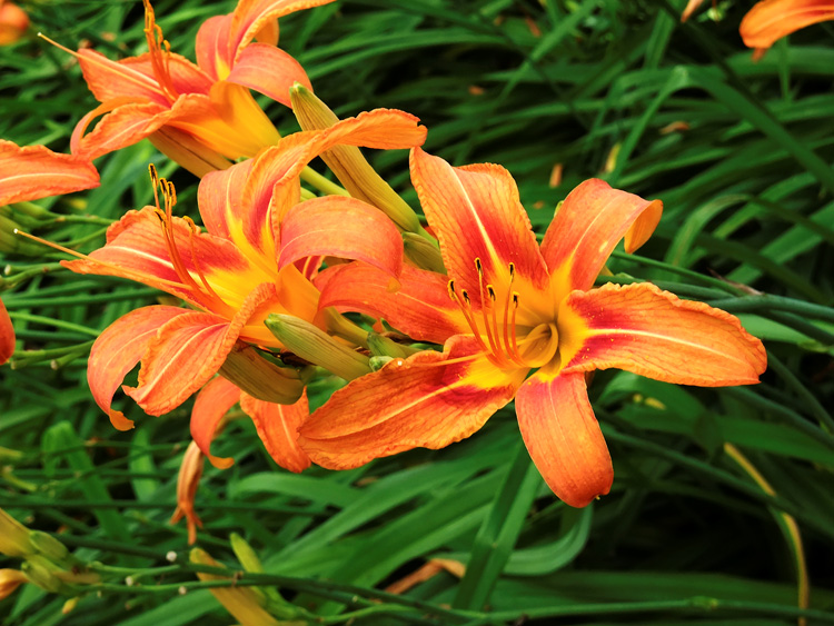 orange lilies north carolina virginia