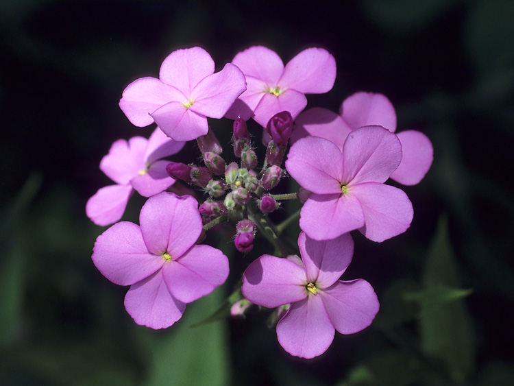 purple impatiens