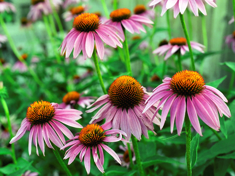 pink echinacea