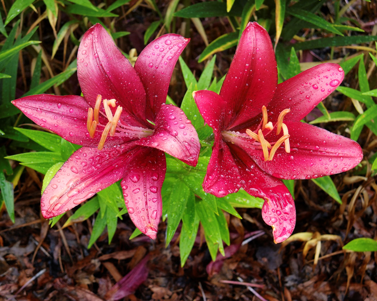 Two Pink Lilies