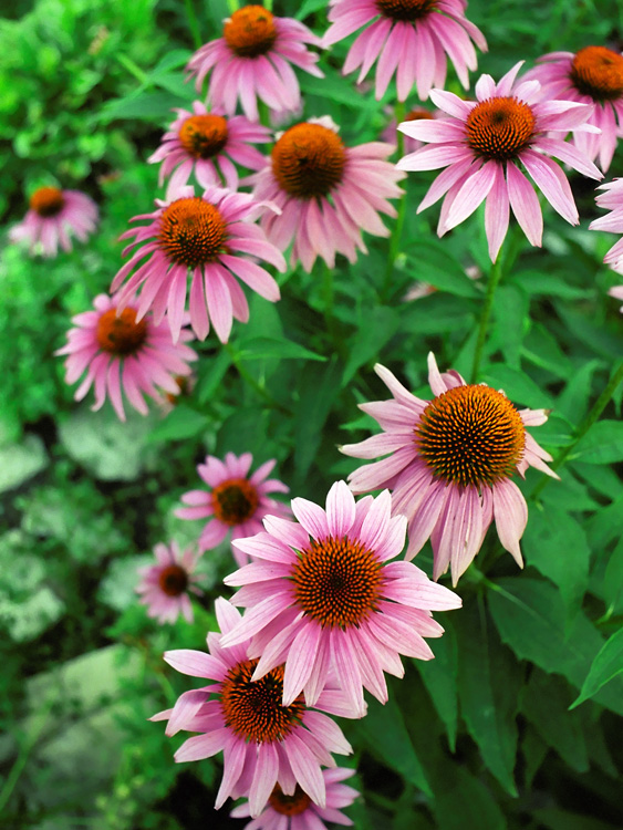 pink echinacea