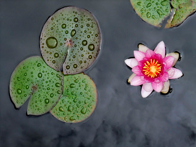 Pink Lotus Flower