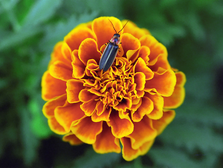 marigold with bug