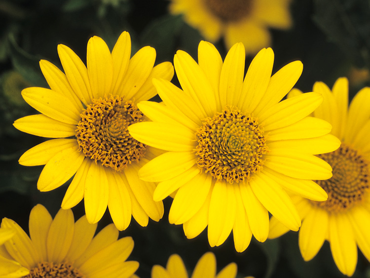 yellow daisies