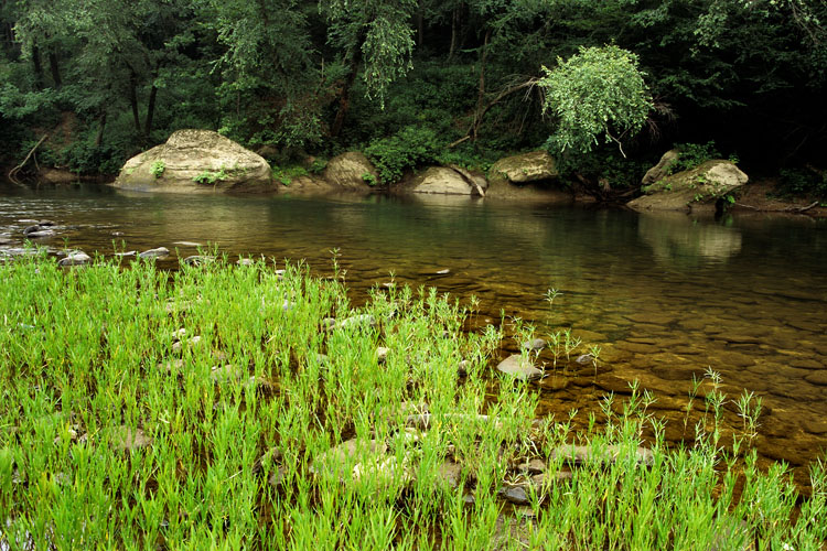 Rocks,  Clear Water and Grass Along the Cumberland River