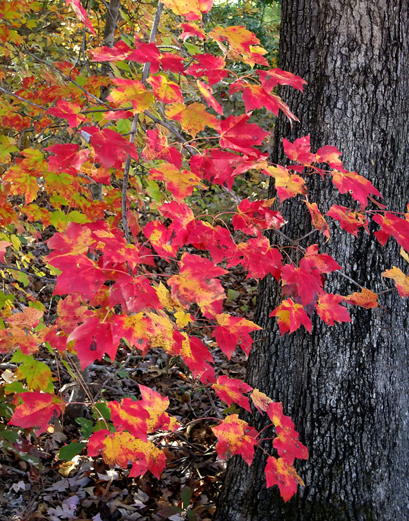 maple leaves north carolina autumn