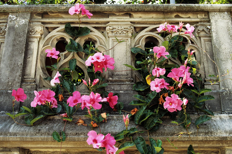 flowers biltmore house asheville north carolina