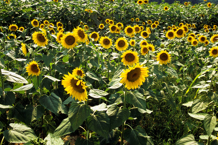 sunflower field north carolina