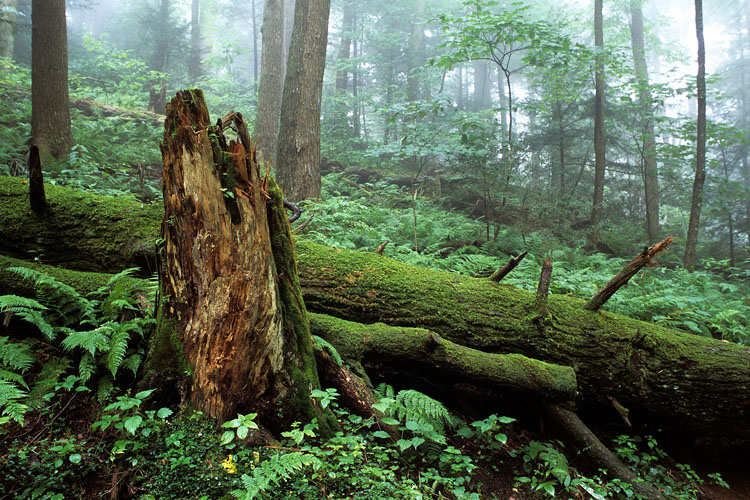 smoky mountains foggy woods