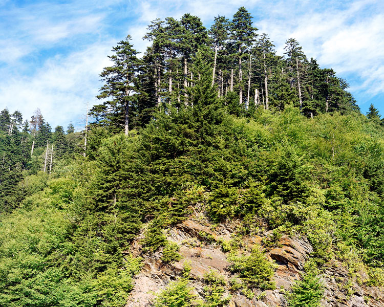 great smoky mountains national park