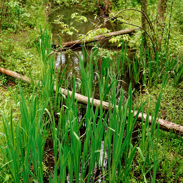 stream reeds grass